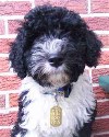 Dog+tags+for+pets+canada